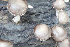 Редник Петкова: За честта на Родината с гъби шийтаке