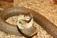 Само за жени: Вижте каква змия сте според датата на раждане!