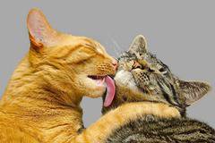 Изумителни факти за котките