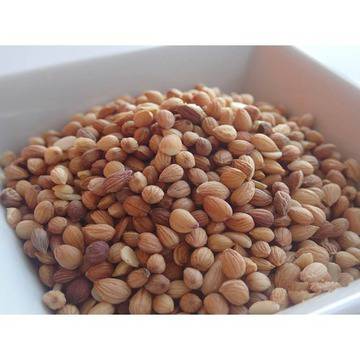 Махлеб, махеби (Prunus mahaleb) 20 гр.