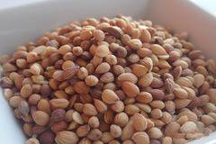 Махлеб, махеби (Prunus mahaleb) 20 гр.