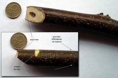 Сигнална свирка от дърво