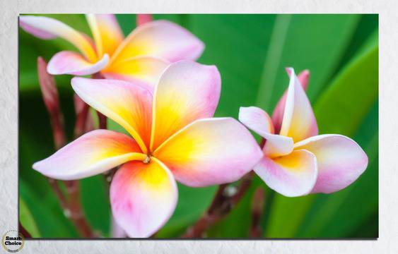 Картина пано за стена от 1 част с розова Плумерия – HD-201-1