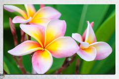 Картина пано за стена от 1 част с розова Плумерия – HD-201-1