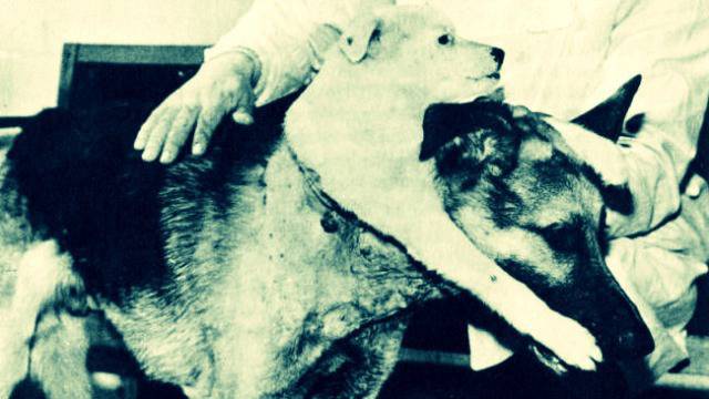 Руснаците запазиха жива кучешка глава!!!