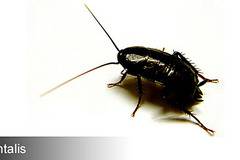 Унищожаване на хлебарки