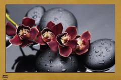 Картина пано за стена от 1 част с лилава орхидея и Дзен камъни – HD-172-1