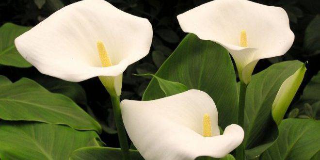 Отглеждане на Кала