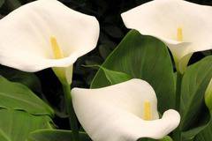 Отглеждане на Кала