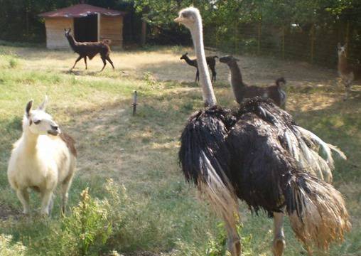 Старозагорският зоопарк се сдоби с нов обитател