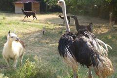 Старозагорският зоопарк се сдоби с нов обитател