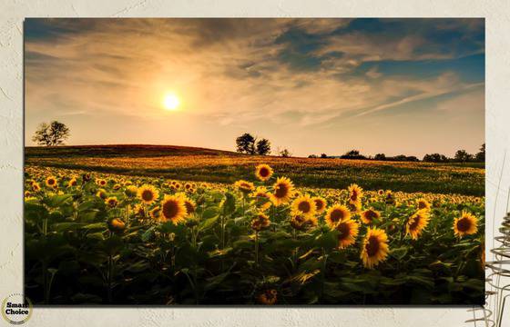 Картина пано за стена от 1 част – Залез над слънчогледово поле – HD-212-1