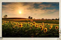 Картина пано за стена от 1 част – Залез над слънчогледово поле – HD-212-1