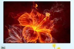 Картина пано за стена от 1 част с огнена китайска роза – HD-282-1