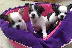 Малки сладки кученца Чихуахуа очакват своите грижовни стопани