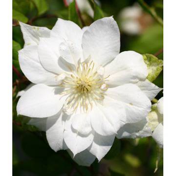 Clematis Duchess of Edinburgh Клематис