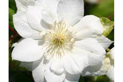 Clematis Duchess of Edinburgh Клематис