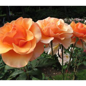 Rosa Sika Катерлива роза