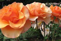 Rosa Sika Катерлива роза