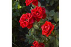 Rosa Red mini Мини роза