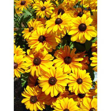 Rudbeskia hirta Toto Gold Рудбекция