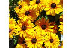 Rudbeskia hirta Toto Gold Рудбекция