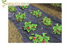 Перфорирано мулчиращо фолио за ягоди сребристо – черно 30 микрона на Политив Израел с UV защита