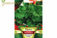 Семена на едролистен магданоз Италиански гигант – ранен сорт с наситен аромат и високи добиви