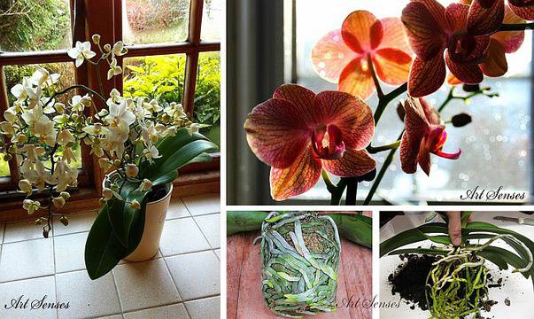 Орхидея Фаленопсис – как да изберем, отгледаме и полагаме грижи?
