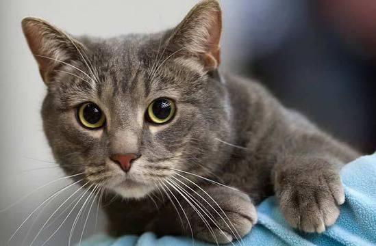 Избери 1 котка и виж какво говори това за теб