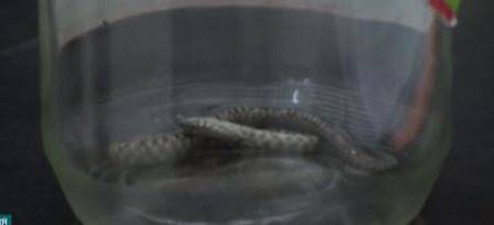 Змии нападнаха столичния квартал Хаджи Димитър