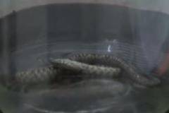 Змии нападнаха столичния квартал Хаджи Димитър