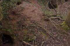 Той откри малка заешка дупка насред гората, но когато реши да влезе вътре остана без думи!