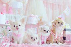 Летни дрехи за кучета с 15% намаление – Зоомагазин Еврозоовет Пловдив, Тракия