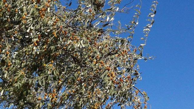 Гърция не използва пълния потенциал на селското стопанство