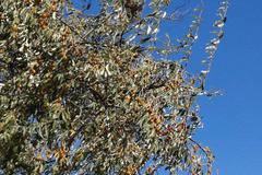 Гърция не използва пълния потенциал на селското стопанство