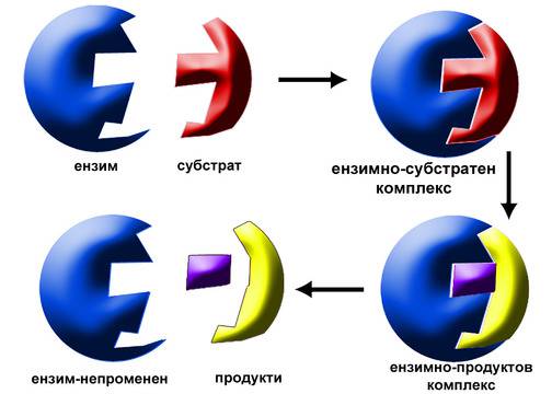Ензими – ABRITVS