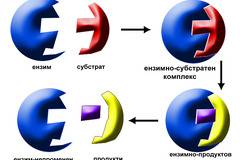 Ензими – ABRITVS