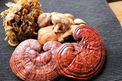 Как ни помагат медицинските гъби?