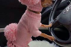 Зимните дрешки за кучета са вече налични в зоомагазин Еврозоовет