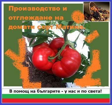 Производство и отглеждане на домати сорт Матина.