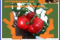 Производство и отглеждане на домати сорт Матина.
