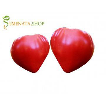 Семена на домати Алено сърце ИЗК Марица – чревен гигант с уникален вкус