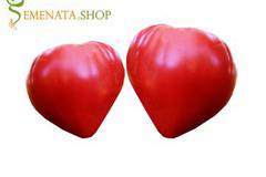 Семена на домати Алено сърце ИЗК Марица – чревен гигант с уникален вкус