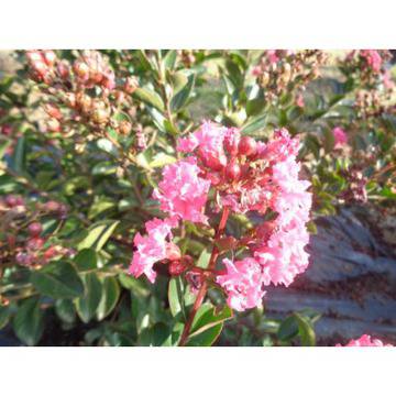 Lagerstroemia indica nana ‘Petite Pink Индийски люляк