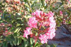Lagerstroemia indica nana ‘Petite Pink Индийски люляк