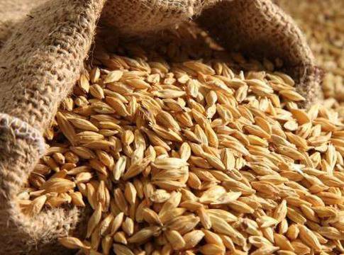 Овесените ядки са по-добри от статините, обявиха учени