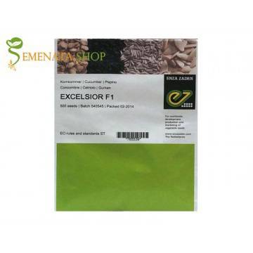 Професионални семена на Корнишони Екселсиор F1 (Excelsior F1) – страхотен вкус и изключителен добив