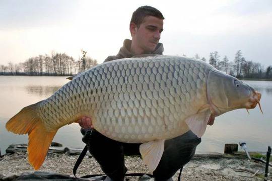 Риболов на трофейни шарани в студени води