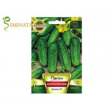 Сортови семена на корнишони Далила F1 – сорт с къса вегетация и изключително родовит